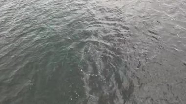 Common dolphins enjoying the Atlantic waters in County Donegal, Ireland.