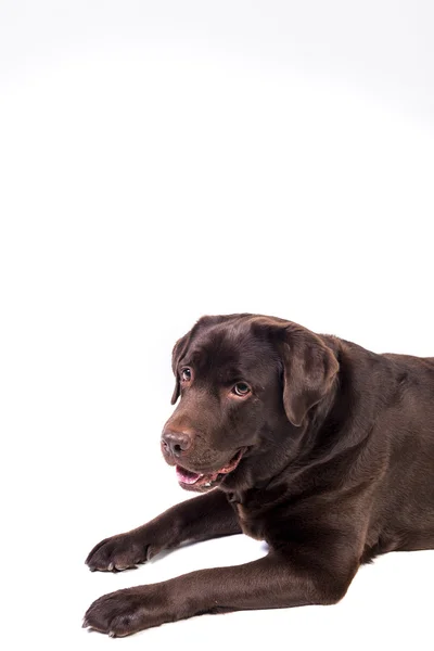 Labrador sobre blanco — Foto de Stock