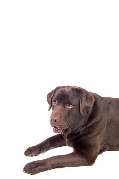 Labrador na bílém pozadí — Stock fotografie