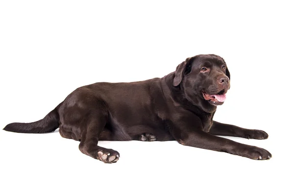 Labrador em branco — Fotografia de Stock