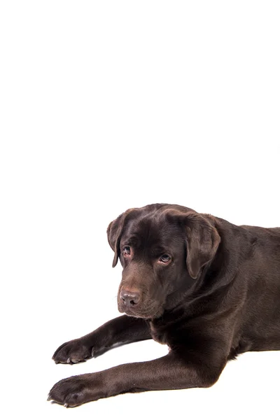 Labrador na bílém pozadí — Stock fotografie