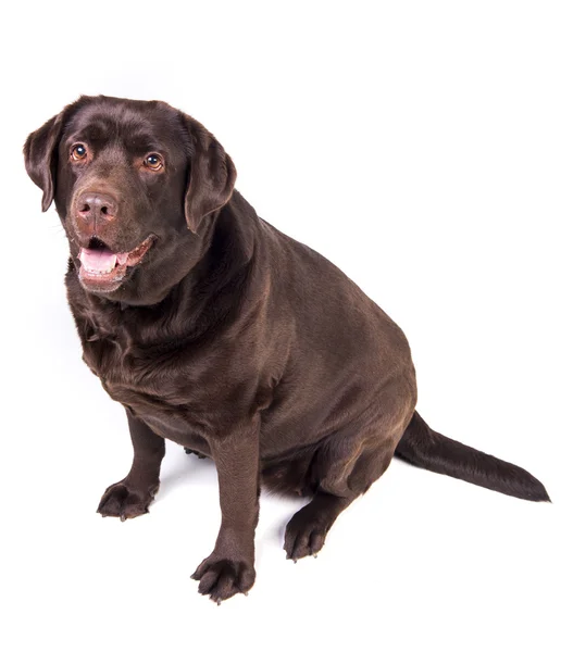 Labrador na bílém pozadí — Stock fotografie