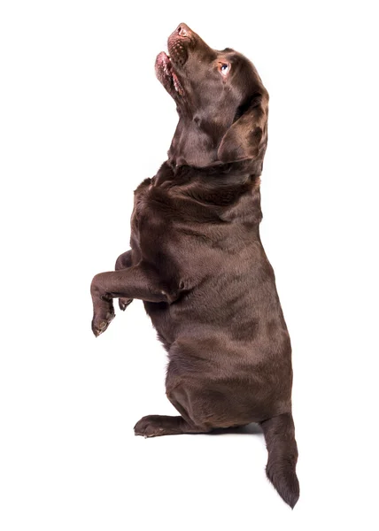 Labrador auf weiß — Stockfoto