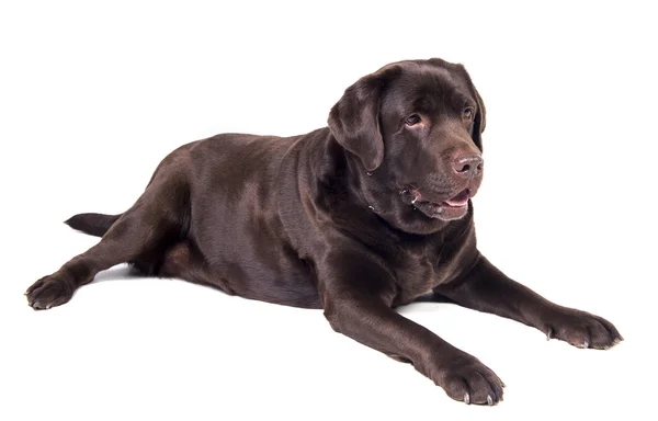 Labrador sobre blanco — Foto de Stock