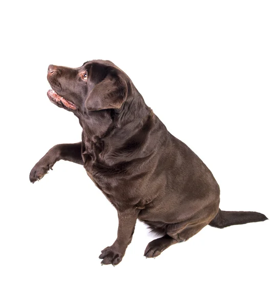 Labrador sobre blanco — Foto de Stock