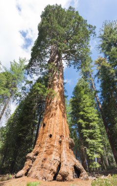 Dev Sekoya ağaçları