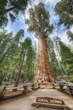 General Sherman giant Sequoia tree clipart