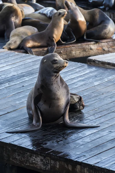 California sea lions — Stock Photo, Image