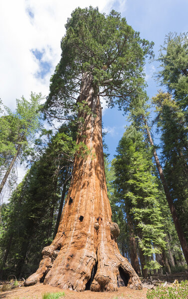 Гигантские секвойи
