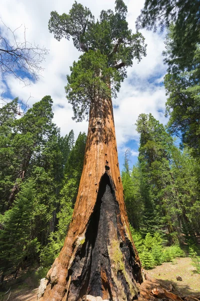 Giant sequoia δέντρο — Φωτογραφία Αρχείου