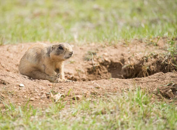 Utah prairie female dog — Stock Photo, Image