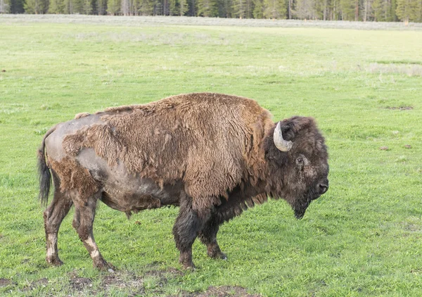 Búfalo en Yellowstone — Foto de Stock
