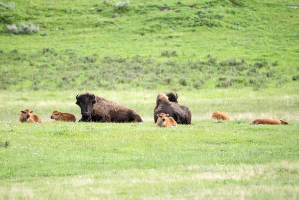 Manada de Buffalos — Fotografia de Stock