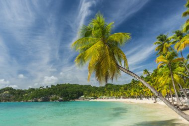 Guadeloupe Beach'te Caravelle