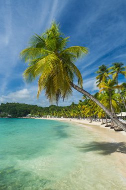 Guadeloupe Beach'te Caravelle