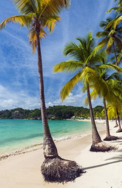 Guadeloupe Beach'te Caravelle