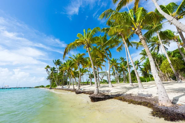 Anse Chamapgne em Guadalupe — Fotografia de Stock