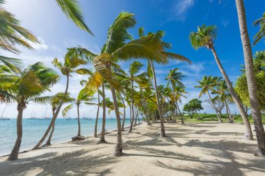 Guadeloupe Anse Chamapgne