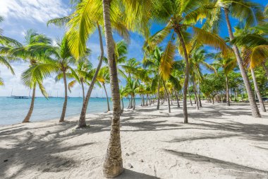 Guadeloupe Anse Chamapgne