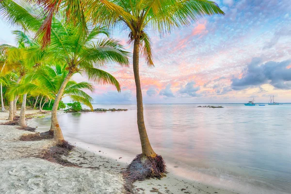 Anse Chamapgne in Guadeloupe — Stockfoto