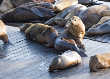san Francisco Deniz Aslanları