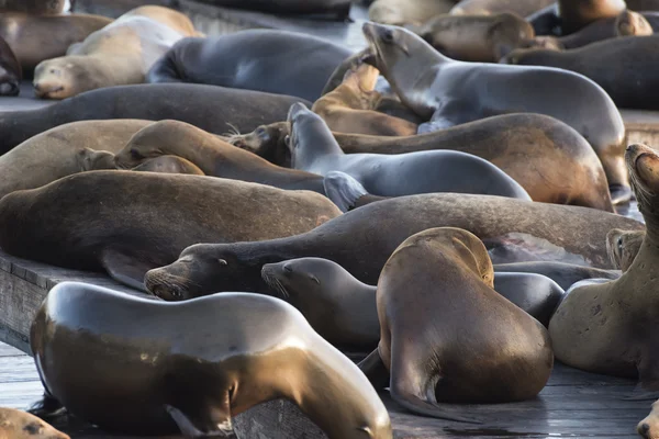 Sea Lions in San Francisco — Stock Photo, Image