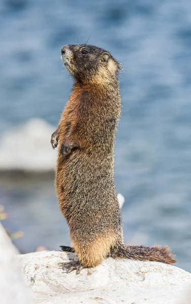 Yellow-bellied marmot — Stock Photo, Image