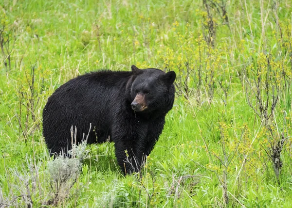 Чёрный медведь в Йеллоустон — стоковое фото