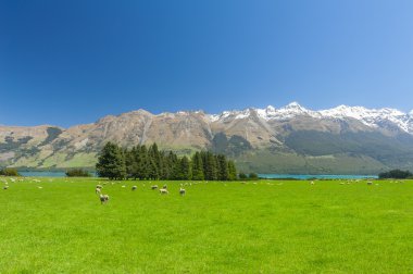 Beautiful landscape of the New Zealand  clipart