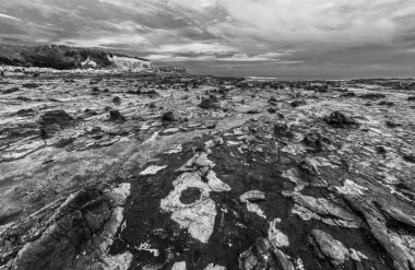 taşlaşmış orman manzarası