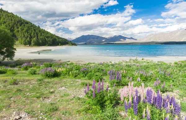 Beau lac incroyablement bleu Tekapo — Photo