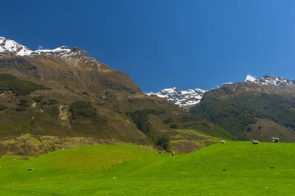 Nieuw-Zeeland bergen — Stockfoto