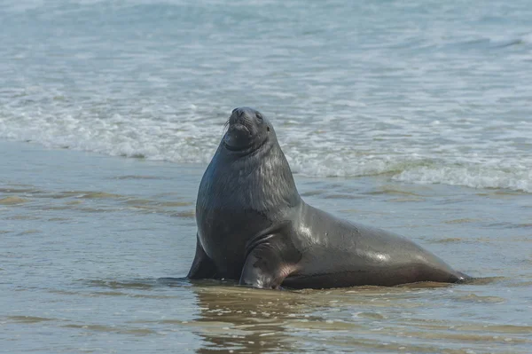 Adult New Zealand sea lion — Stock Photo, Image