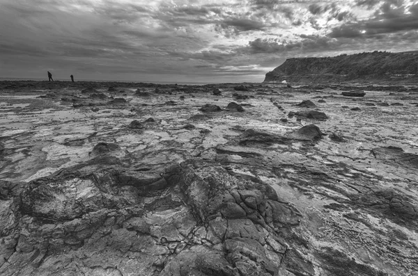 taşlaşmış orman manzarası