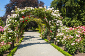 Krásné bílé a růžové růže vytvářejí oblouk přes cestu v zahradě