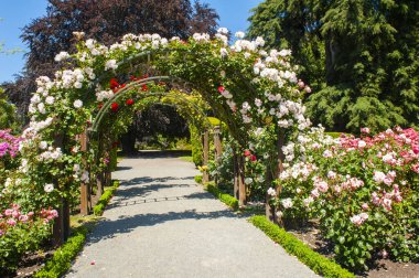 Güzel beyaz ve pembe güller Bahçede bir yol üzerinde kemer oluşturuyor