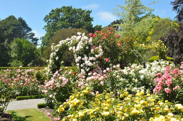 Beautiful White Pink Roses Creating Arch Path Garden — Stock Photo, Image