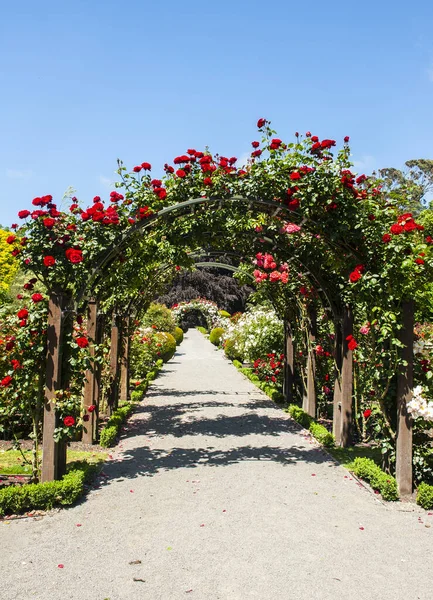 Gyönyörű Vörös Rózsák Melyek Boltívet Hoznak Létre Ösvényen Kertben — Stock Fotó