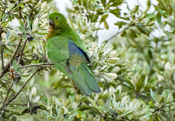 Curioso Papagaio Rei Australiano Alisterus Scapularis Árvore Visto Perto Apollo — Fotografia de Stock