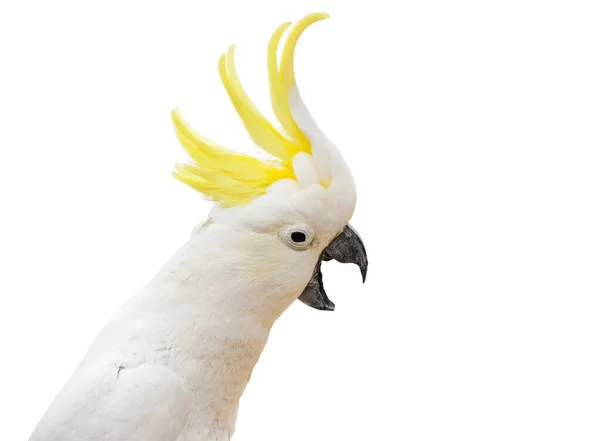 Ενθουσιασμένος Cockatoo Θειάφι Από Την Αυστραλία Cacatua Galerita Απομονωμένος Λευκό — Φωτογραφία Αρχείου
