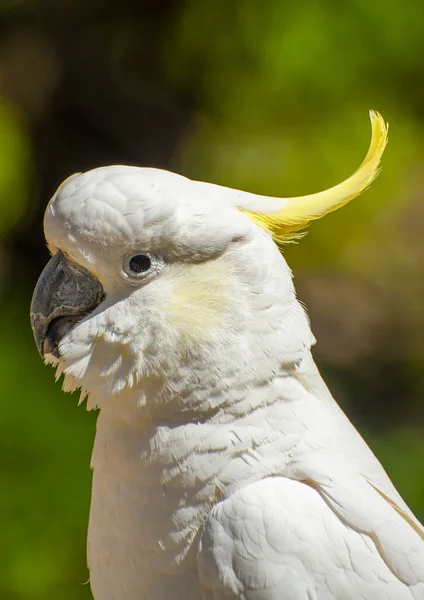 Cacatua Selvagem Fundo Verde Visto Parque Nacional Dandenong Ranges Victoria — Fotografia de Stock