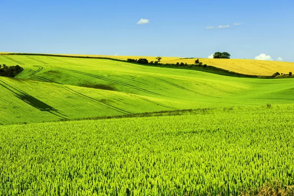 Hermosas Colinas Sur Moravia República Checa Los Campos Son Bellamente — Foto de Stock