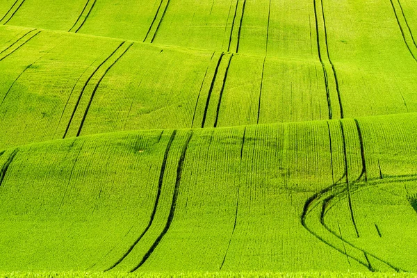 Vackra Böljande Kullar Södra Mähren Tjeckien Fälten Vackert Vågiga Vilket — Stockfoto