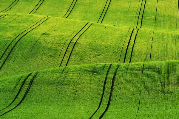 Vackra Böljande Kullar Södra Mähren Tjeckien Fälten Vackert Vågiga Vilket — Stockfoto