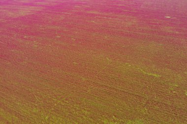 Yukarıdan kırmızı çiçek açan yonca alanı (Trifolium incarnatum)