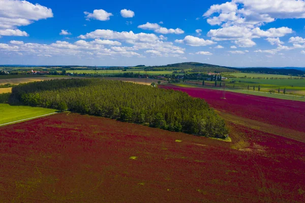 Červeně Kvetoucí Karmínové Pole Jetele Trifolium Incarnatum Lesem Shora — Stock fotografie