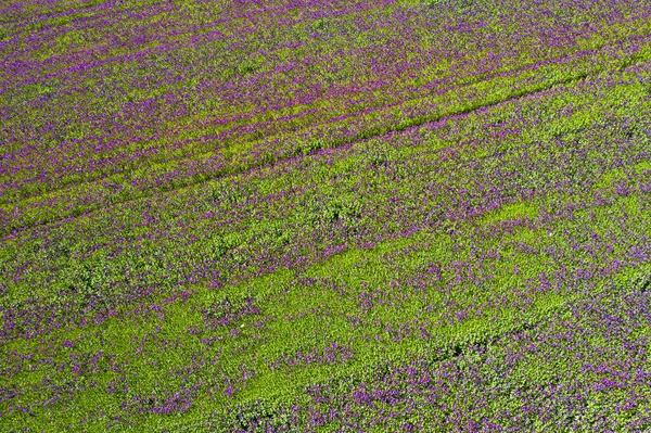 Квітучі Квіти Фіолетового Маку Papaver Somniferum Вид Зверху — стокове фото