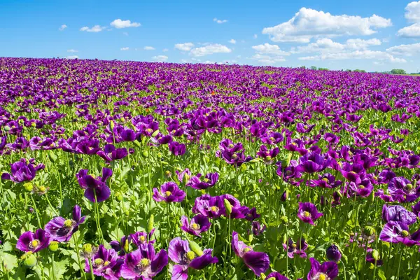 Bloeiende Bloemen Van Paarse Papaver Papaver Somniferum Veld Een Heuvel — Stockfoto