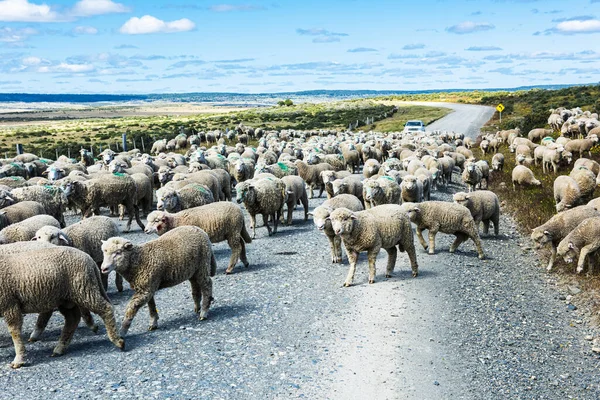 Herd of merino sheep on the road to farm in Tierra del Fuego, Argentina
