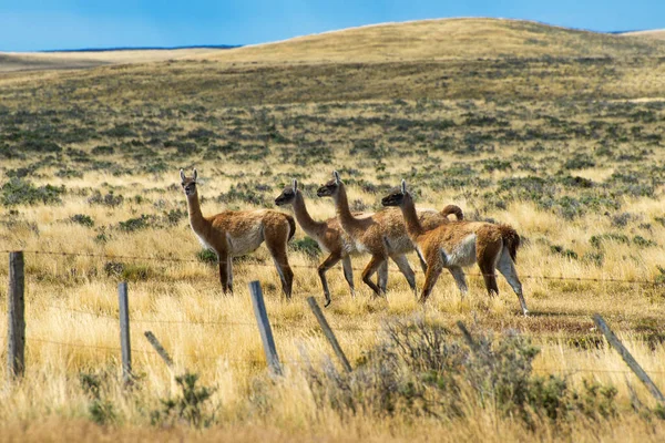 アルゼンチンの無限の草のパンパで4つの好奇心Guanacoラマ ラマGuanicoe — ストック写真